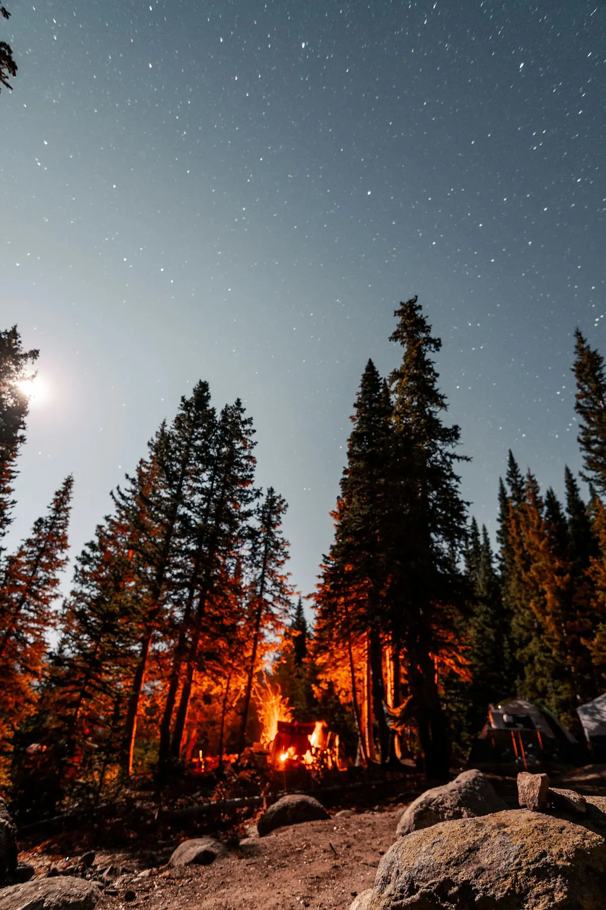 A small campfire glowing among tall pine trees under a starry night sky.